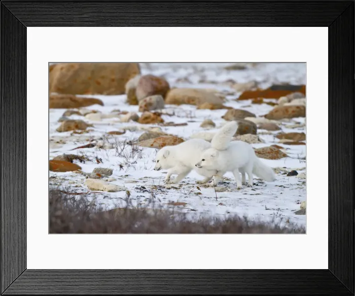 Framed Print : DDE-90028248 Framed Print : DDE-90028248