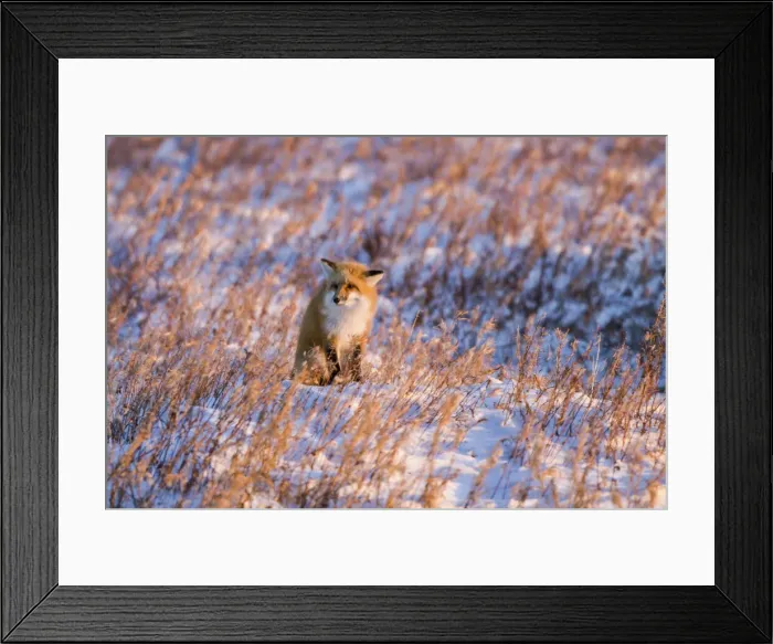 Framed Print : DDE-90028249 Framed Print : DDE-90028249