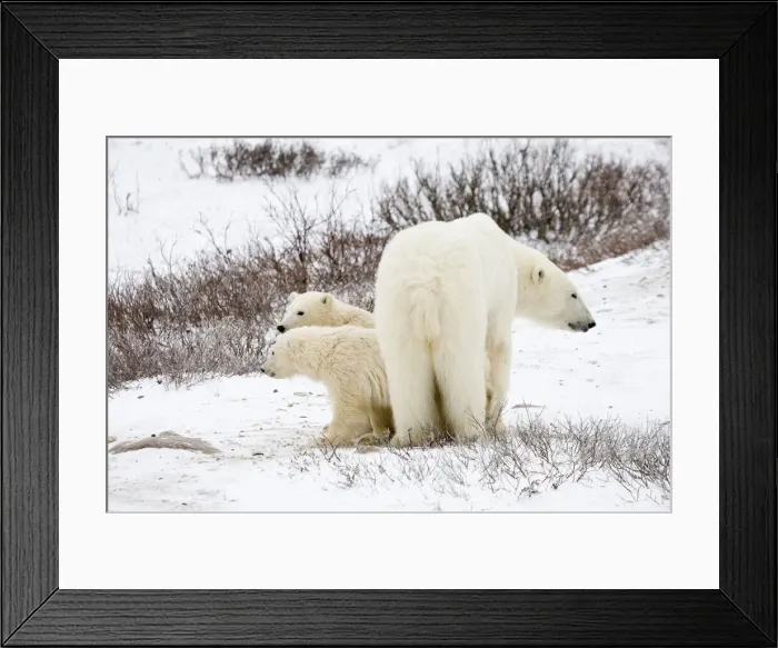 Framed Print : DDE-90028250 Framed Print : DDE-90028250