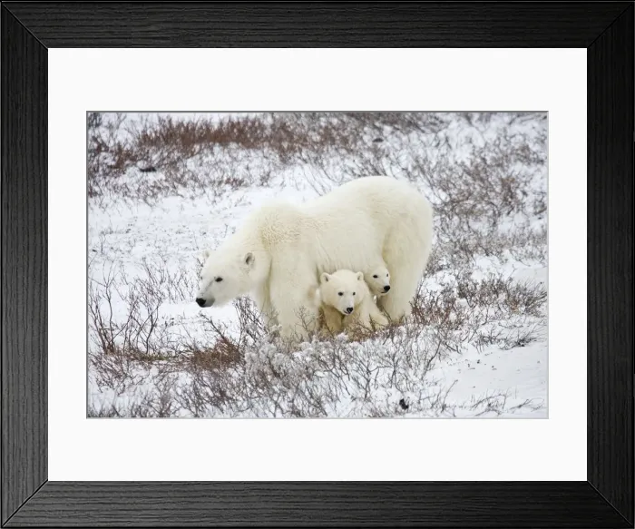 Framed Print : DDE-90028251 Framed Print : DDE-90028251