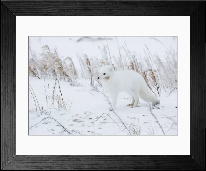 Framed Print : DDE-90028252 Framed Print : DDE-90028252