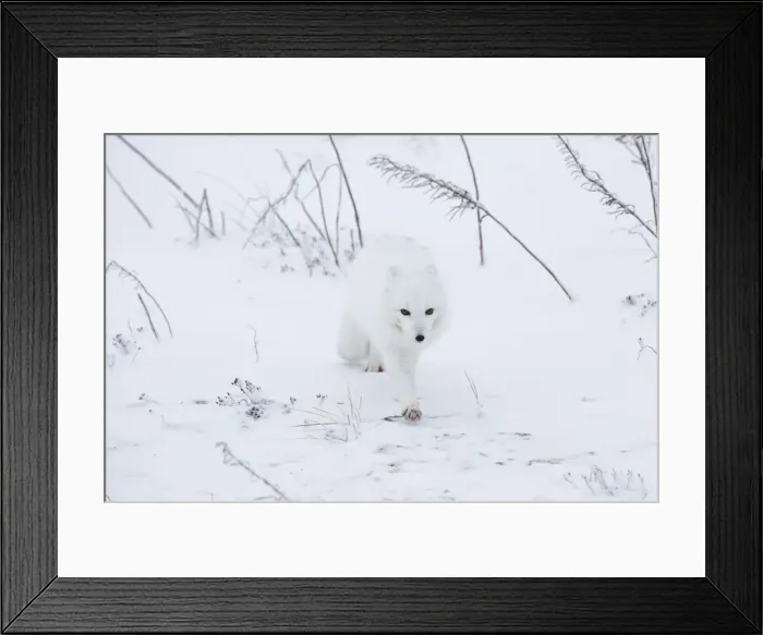 Framed Print : DDE-90028253 Framed Print : DDE-90028253