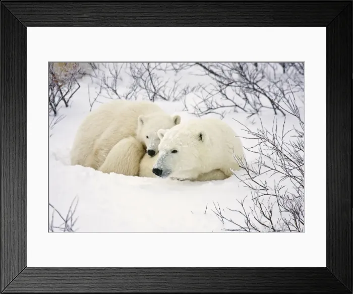 Framed Print : DDE-90028256 Framed Print : DDE-90028256