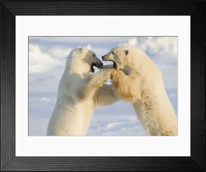 Framed Print : DDE-90028257 Framed Print : DDE-90028257