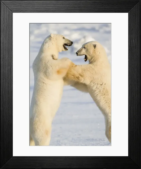 Framed Print : DDE-90028258 Framed Print : DDE-90028258