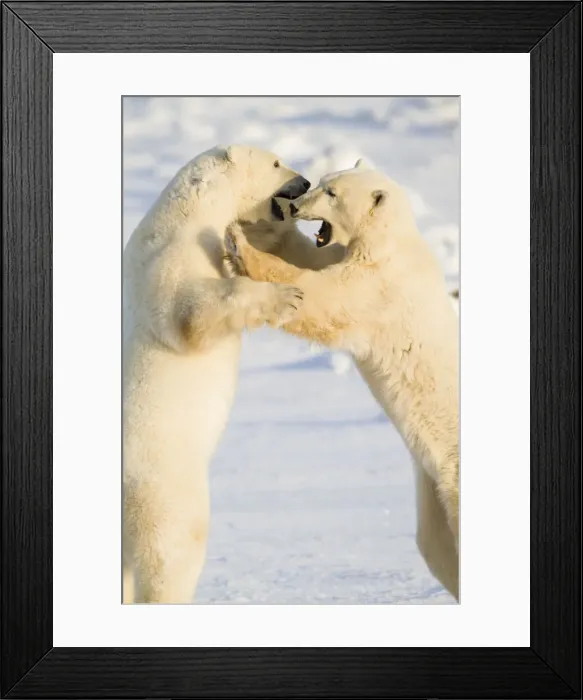 Framed Print : DDE-90028259 Framed Print : DDE-90028259