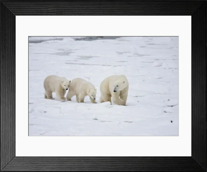 Framed Print : DDE-90028260 Framed Print : DDE-90028260