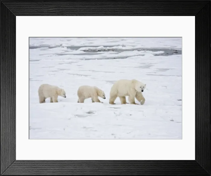 Framed Print : DDE-90028261 Framed Print : DDE-90028261