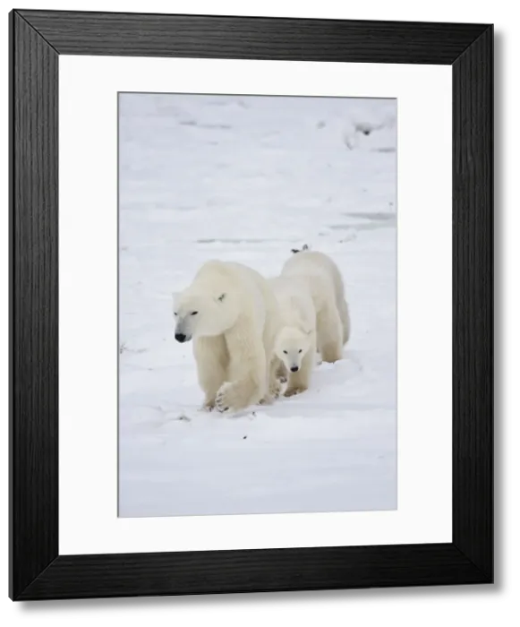Framed Print : DDE-90028262 Framed Print : DDE-90028262