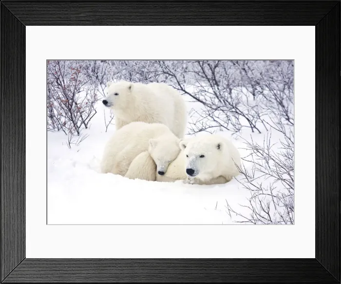 Framed Print : DDE-90028263 Framed Print : DDE-90028263