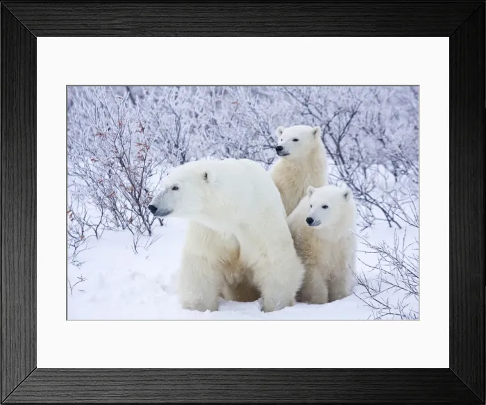 Framed Print : DDE-90028264 Framed Print : DDE-90028264