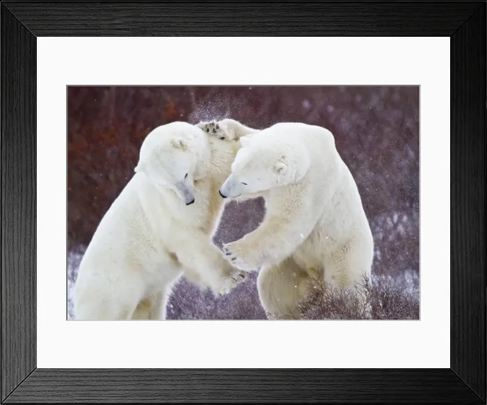 Framed Print : DDE-90028265 Framed Print : DDE-90028265