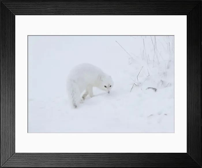 Framed Print : DDE-90028266 Framed Print : DDE-90028266