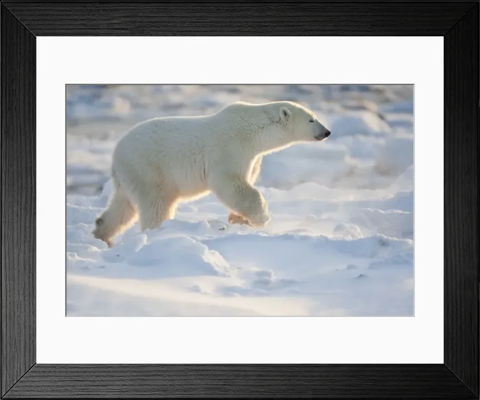 Framed Print : DDE-90028267 Framed Print : DDE-90028267