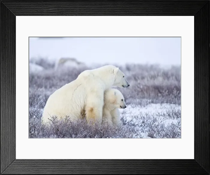 Framed Print : DDE-90028268 Framed Print : DDE-90028268