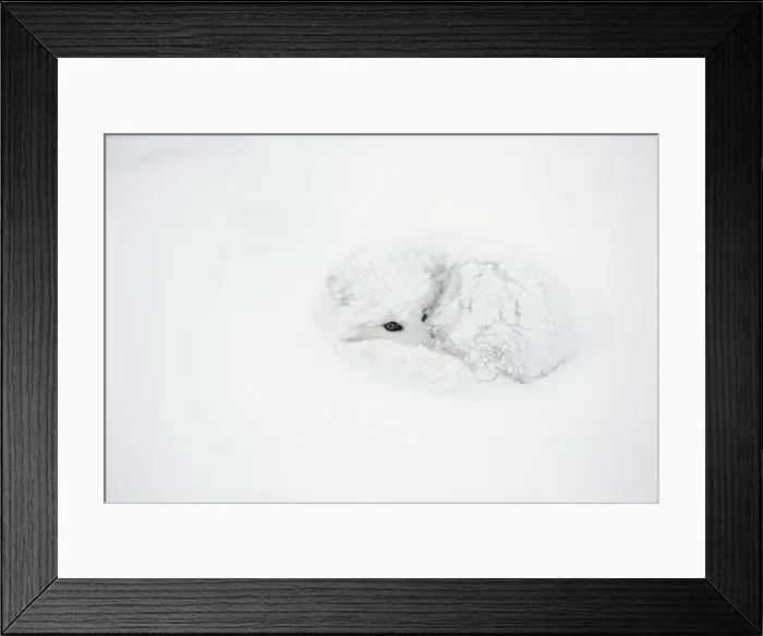 Framed Print : DDE-90028269 Framed Print : DDE-90028269
