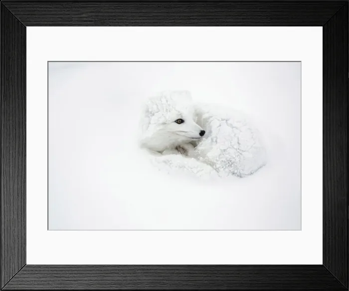 Framed Print : DDE-90028270 Framed Print : DDE-90028270