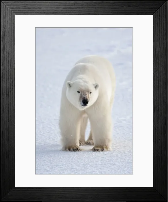 Framed Print : DDE-90028271 Framed Print : DDE-90028271