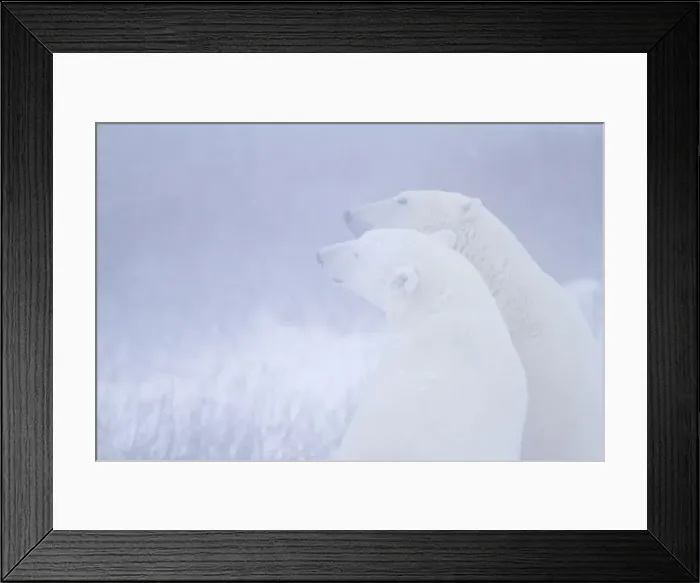 Framed Print : DDE-90028272 Framed Print : DDE-90028272