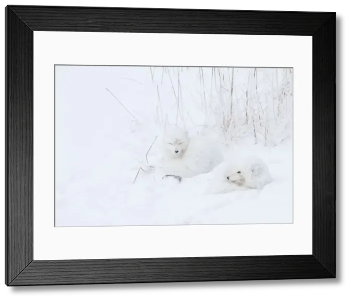 Framed Print : DDE-90028273 Framed Print : DDE-90028273