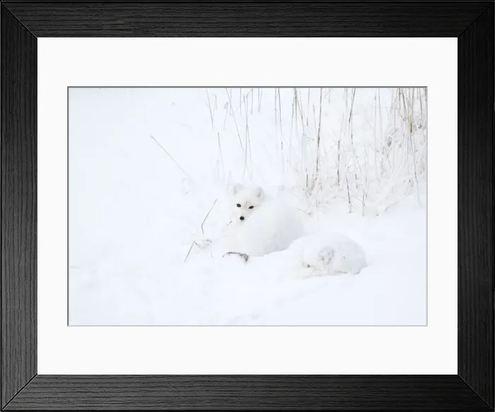 Framed Print : DDE-90028274 Framed Print : DDE-90028274