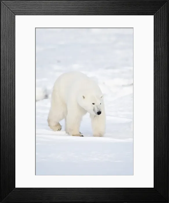 Framed Print : DDE-90028275