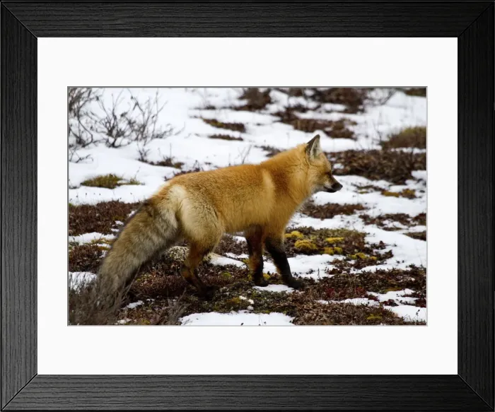Framed Print : DDE-90028276 Framed Print : DDE-90028276