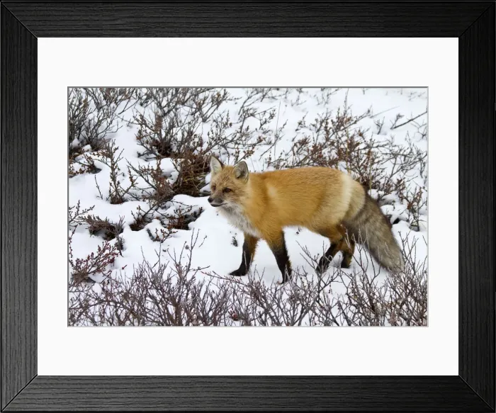 Framed Print : DDE-90028277 Framed Print : DDE-90028277