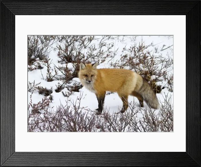 Framed Print : DDE-90028278 Framed Print : DDE-90028278