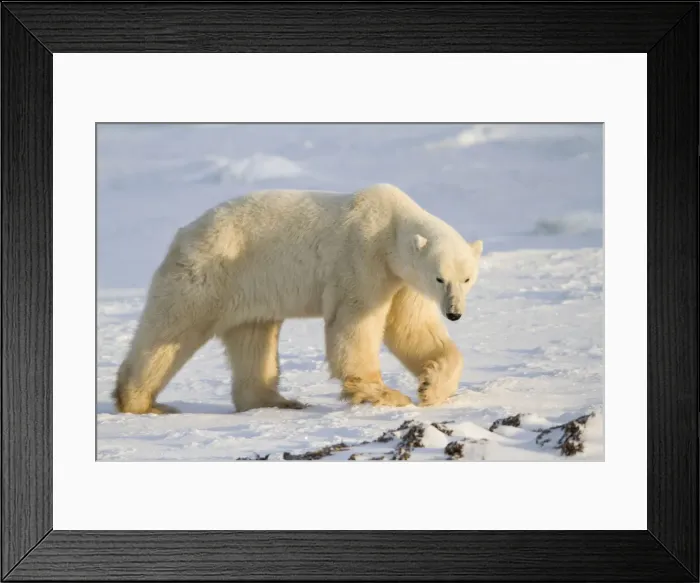 Framed Print : DDE-90028279 Framed Print : DDE-90028279