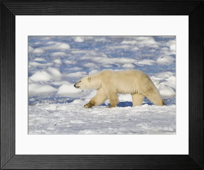 Framed Print : DDE-90028280 Framed Print : DDE-90028280