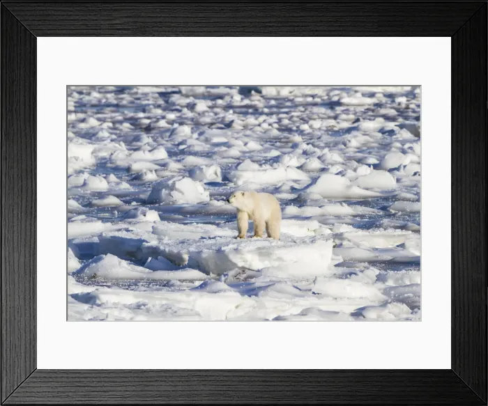 Framed Print : DDE-90028281 Framed Print : DDE-90028281