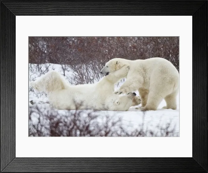 Framed Print : DDE-90028282 Framed Print : DDE-90028282