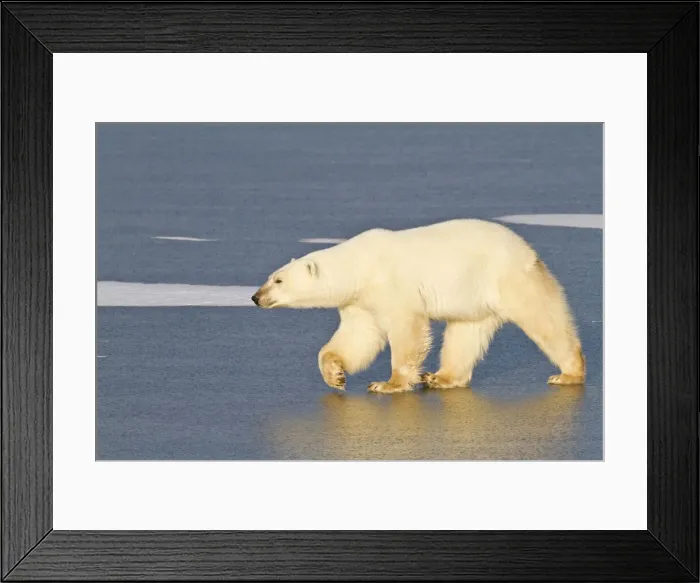 Framed Print : DDE-90028283 Framed Print : DDE-90028283