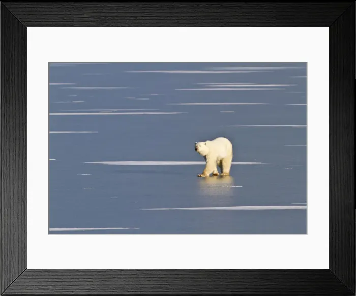 Framed Print : DDE-90028284 Framed Print : DDE-90028284