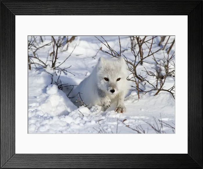 Framed Print : DDE-90028285 Framed Print : DDE-90028285
