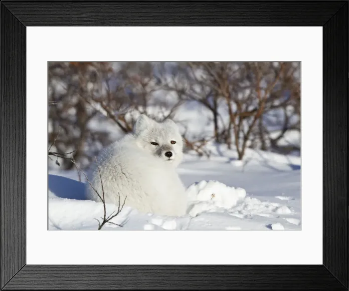 Framed Print : DDE-90028286 Framed Print : DDE-90028286