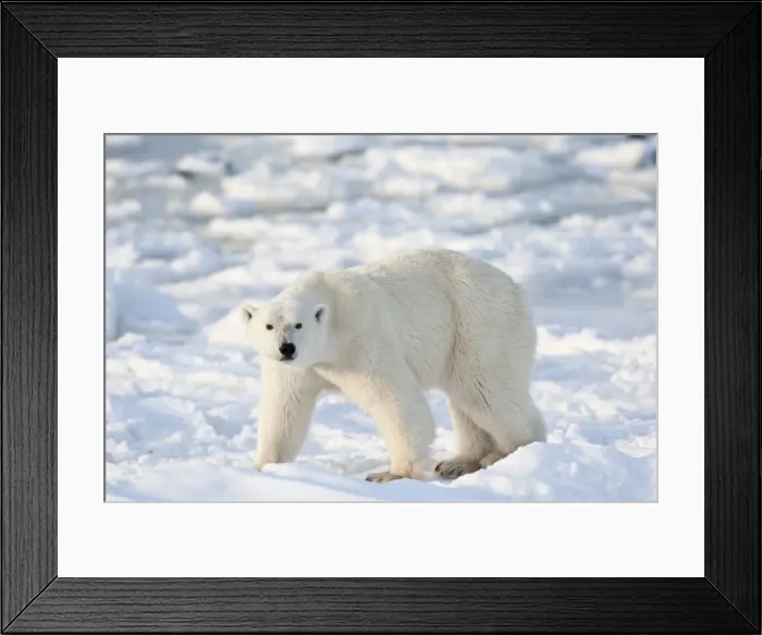 Framed Print : DDE-90028287
