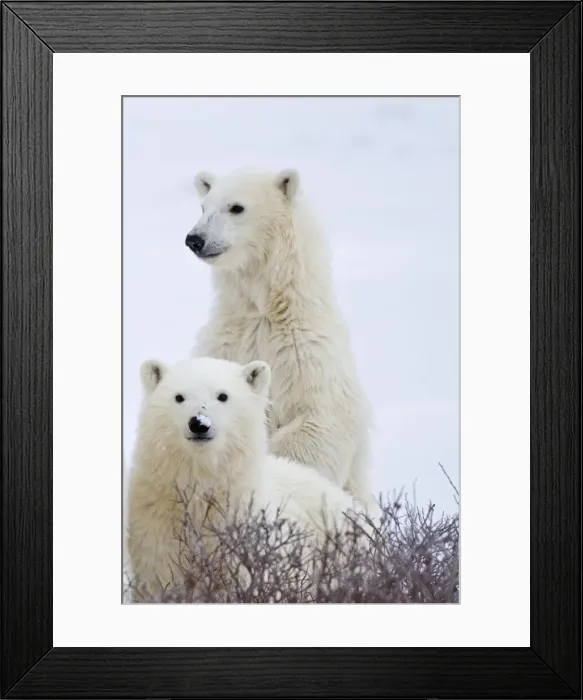 Framed Print : DDE-90028288 Framed Print : DDE-90028288