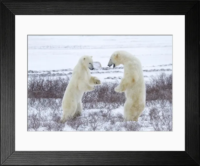 Framed Print : DDE-90028289 Framed Print : DDE-90028289