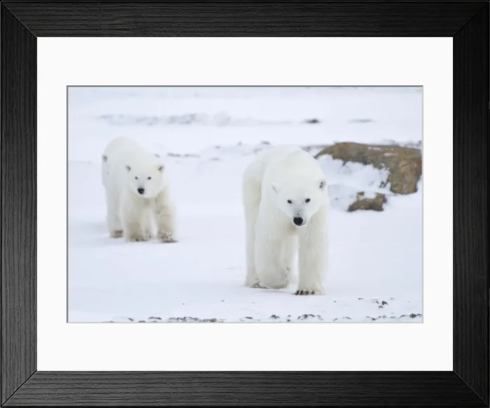 Framed Print : DDE-90028291 Framed Print : DDE-90028291