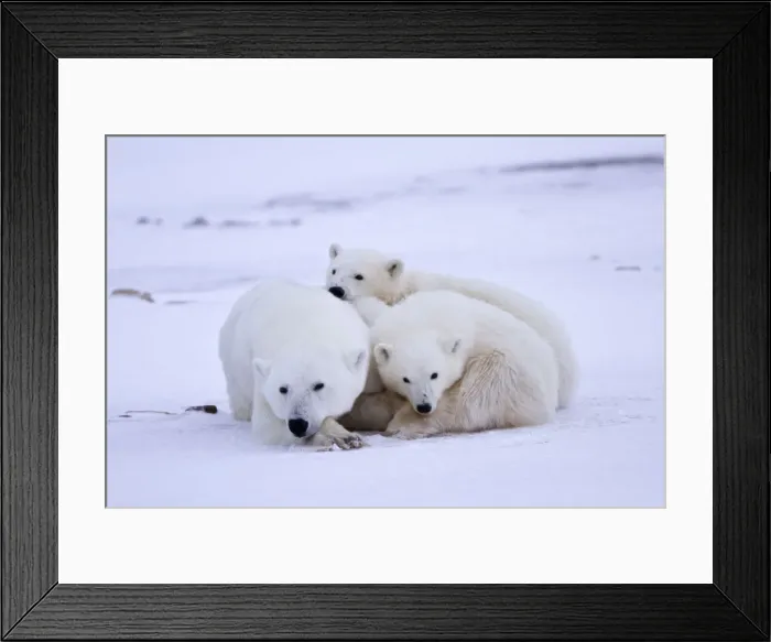 Framed Print : DDE-90028292 Framed Print : DDE-90028292