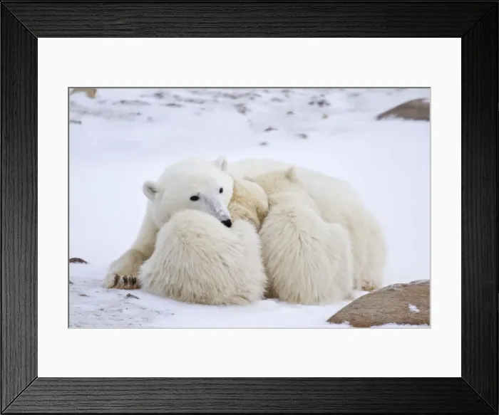 Framed Print : DDE-90028293 Framed Print : DDE-90028293