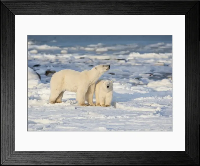 Framed Print : DDE-90028298 Framed Print : DDE-90028298