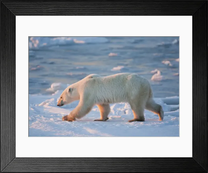 Framed Print : DDE-90028299 Framed Print : DDE-90028299
