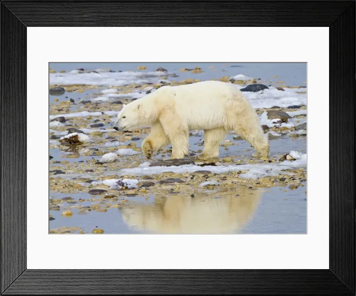 Framed Print : DDE-90028301 Framed Print : DDE-90028301