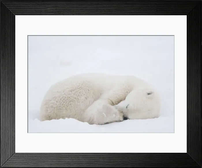 Framed Print : DDE-90028304 Framed Print : DDE-90028304