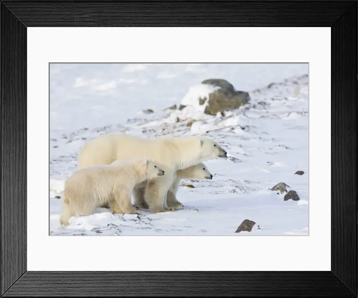 Framed Print : DDE-90028305