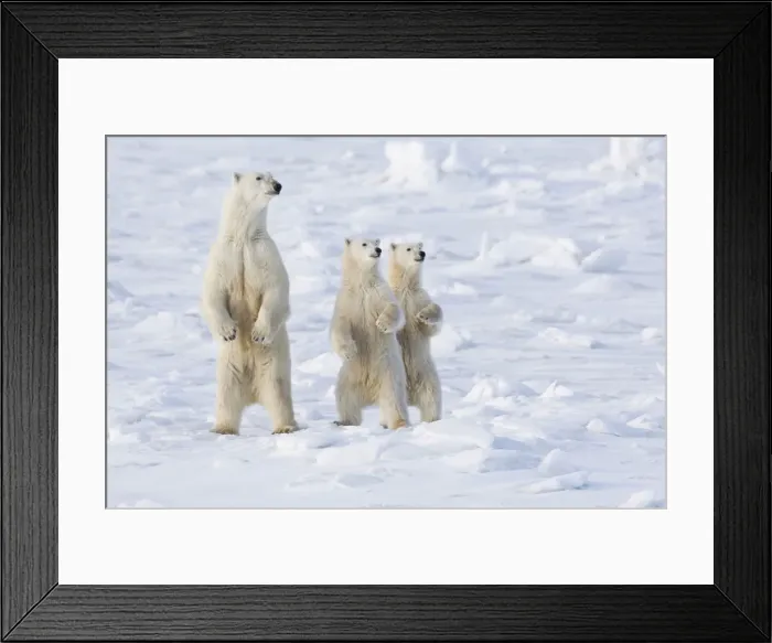 Framed Print : DDE-90028306 Framed Print : DDE-90028306