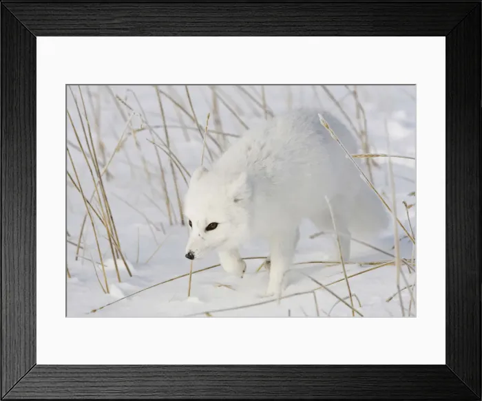 Framed Print : DDE-90028308 Framed Print : DDE-90028308